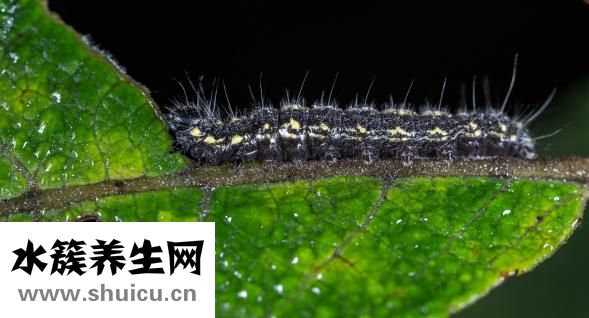 醫(yī)生取白帶怎么取的