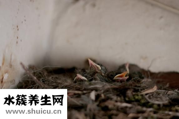 咽痛耳朵癢怎么回事