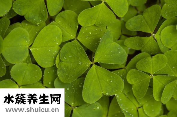 吳京怎么追謝楠