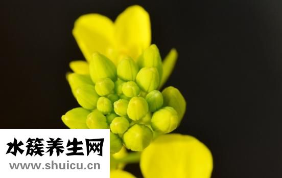 吃海鮮怎么調芥末