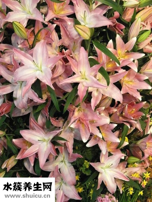 卷丹百合怎么得到的