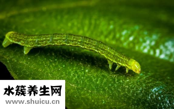 醫(yī)生取白帶怎么取的