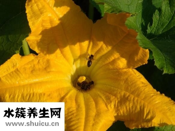 西葫蘆跟豆角怎么炒