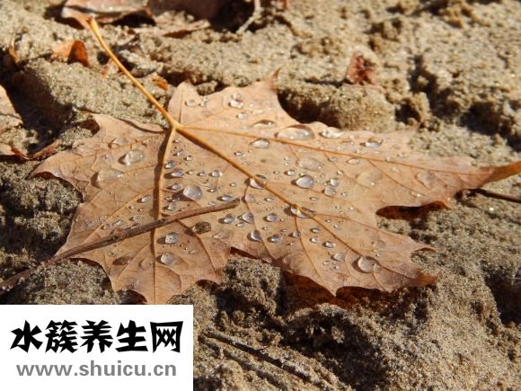 泰迪狗狗尿頻怎么辦