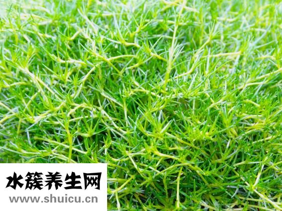 紅的篆體字怎么寫