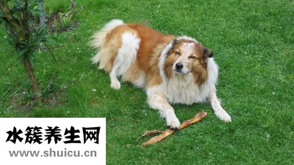 狗狗犬溫怎么自救