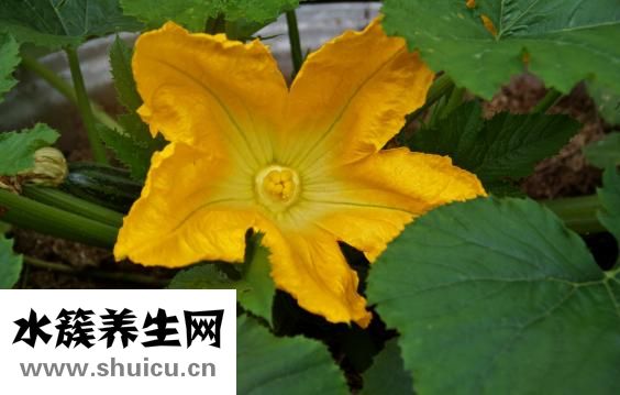 西葫蘆跟豆角怎么炒