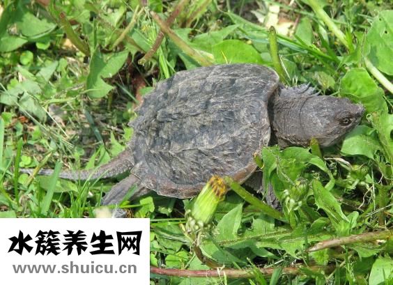 大鱷龜怎么繁殖