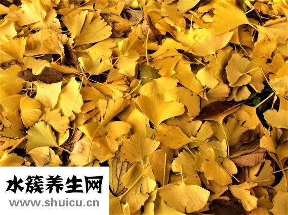 白果內皮怎么去掉