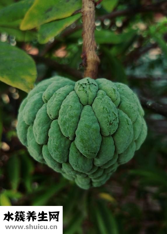 水果撈怎么做好吃