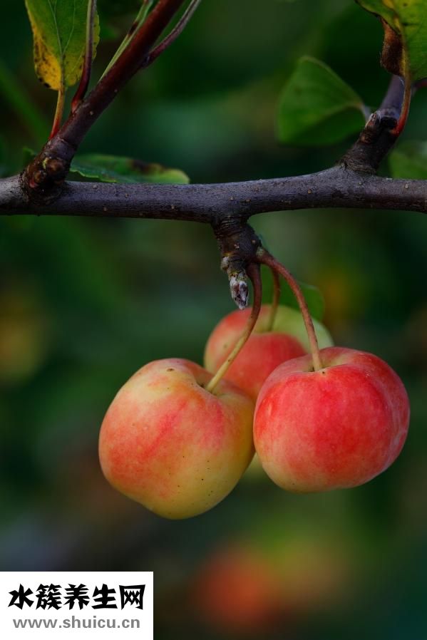 懷孕是怎么嘔吐