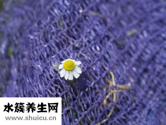 泰迪狗狗尿頻怎么辦