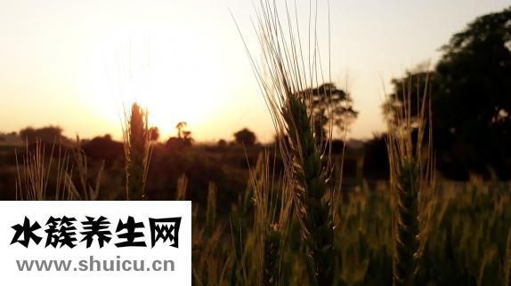 紅豆沙小丸子怎么搓