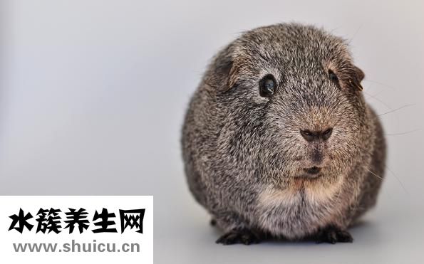 豚鼠不喝水怎么辦