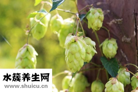 酒精棉片怎么用