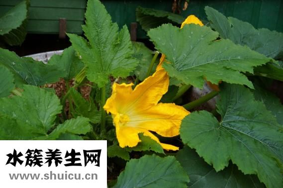 西葫蘆跟豆角怎么炒