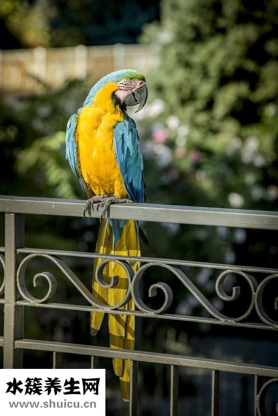 頭老次養怎么辦