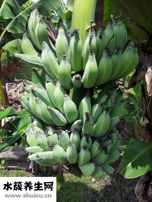 懷孕是怎么嘔吐