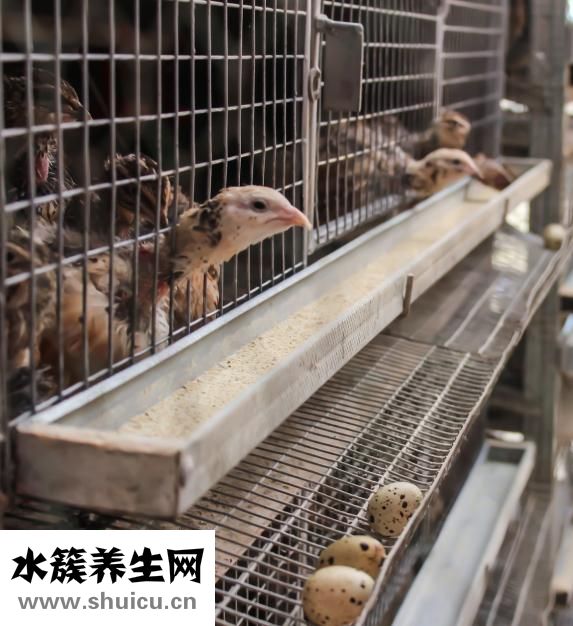 跳蛋怎么取出來