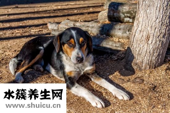 狗狗犬溫怎么自救