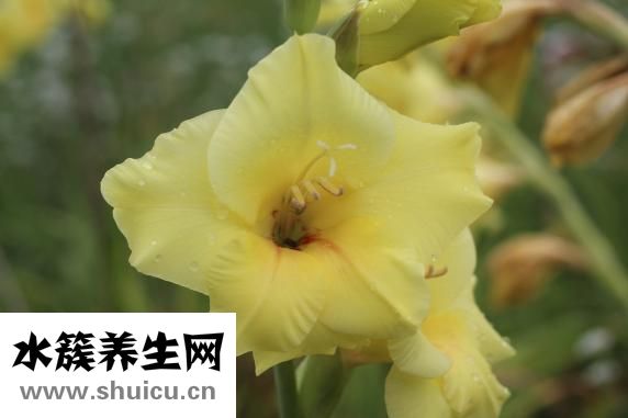 眉毛修壞了怎么補救