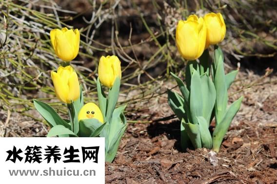 跳蛋怎么取出來