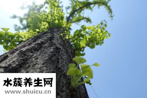 白果內皮怎么去掉