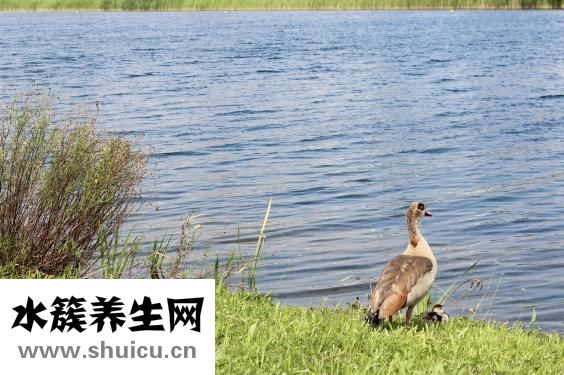 嬰兒汗毛怎么除