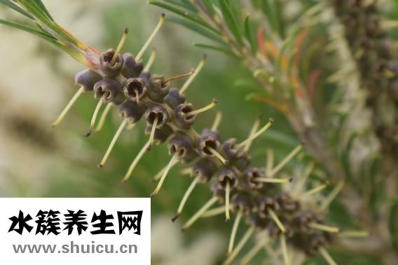 酒精棉片怎么用