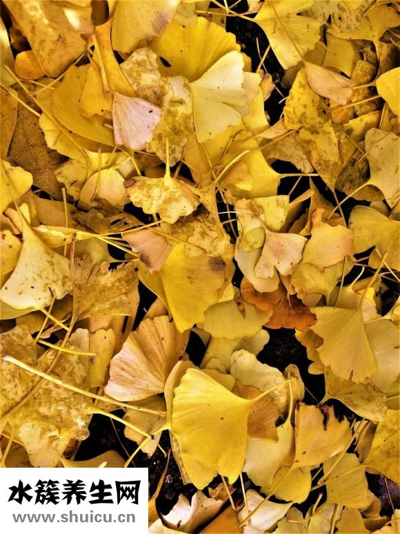 白果內皮怎么去掉