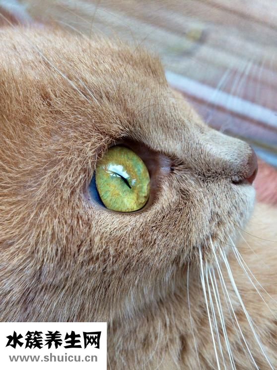 眼睛流膿是怎么回事