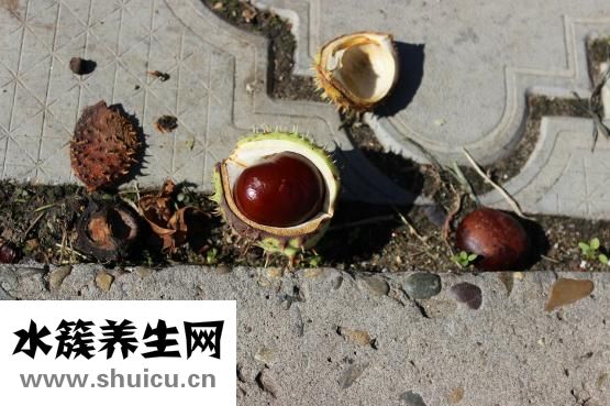 女人腎陽虛怎么調理