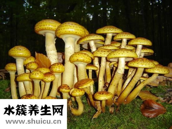 蘑菇街怎么取消退款