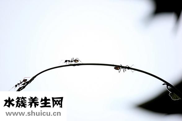 芹菜發黃是怎么回事