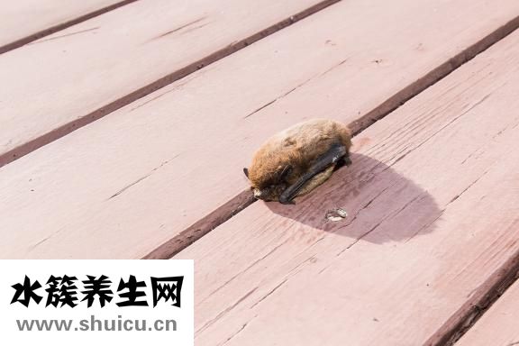 脊椎疼惡心怎么治療