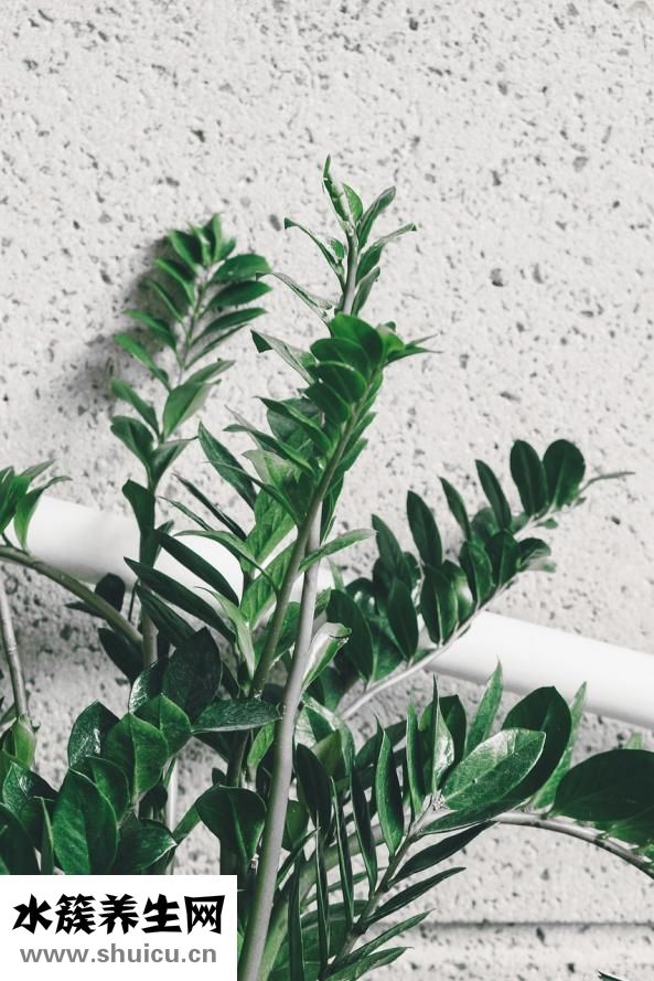 外套上的油漬怎么洗