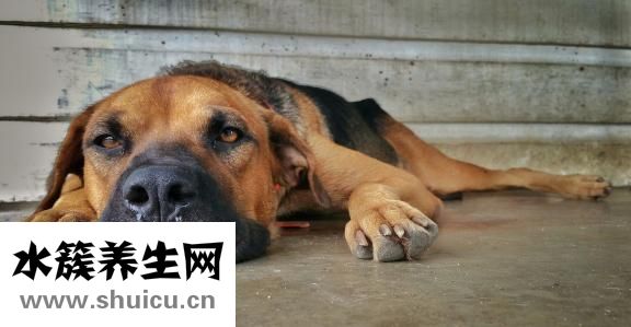 泰迪癬菌怎么辦