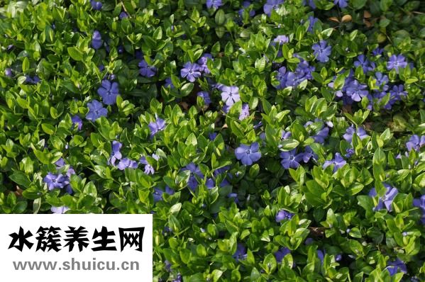 地被菊盆栽怎么種