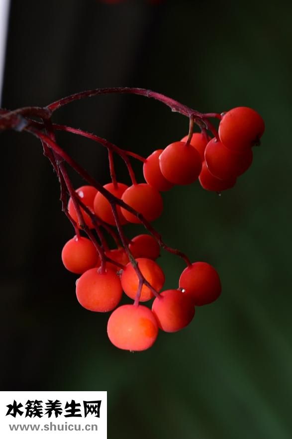 怎么辨別洛莎爾真假