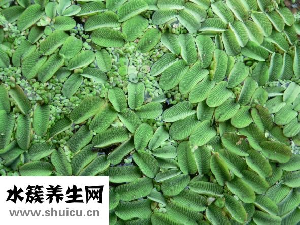 大豬生病了怎么辦