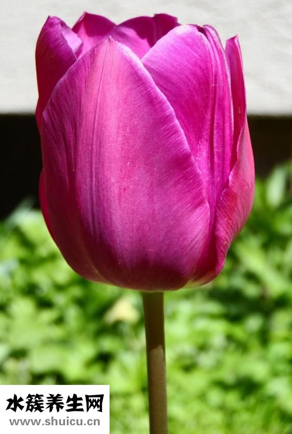 疙瘩熏菜怎么做