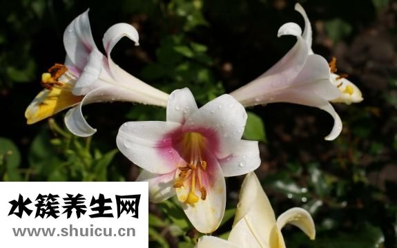 醋泡雞蛋怎么美容