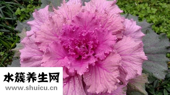 球芽甘藍(lán)怎么吃