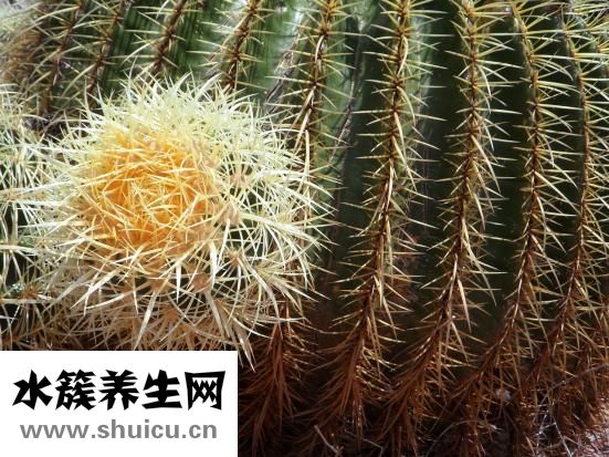 大豬生病了怎么辦