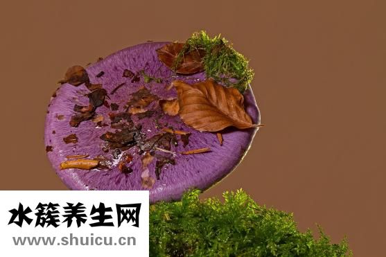 球芽甘藍(lán)怎么吃