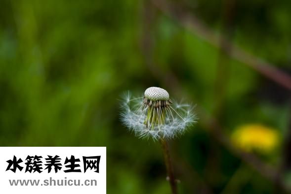 標婷濕粉怎么用