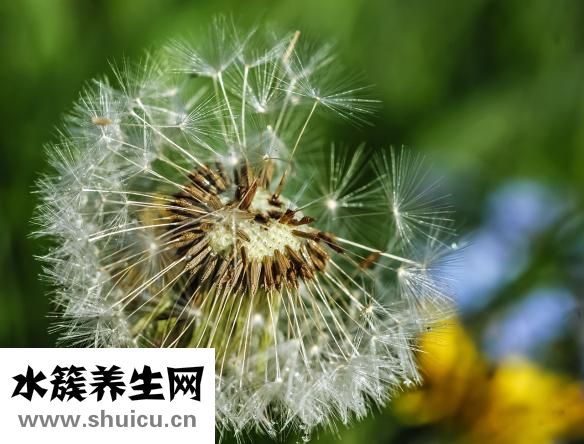 標婷濕粉怎么用