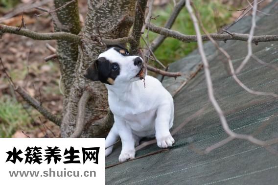 狗狗皮下出血怎么辦