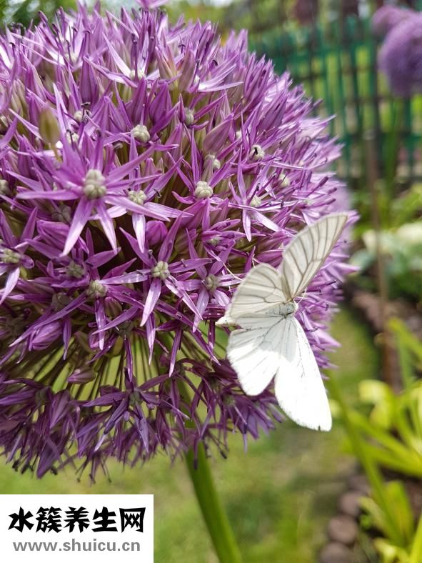 孔雀魚下崽了怎么辦