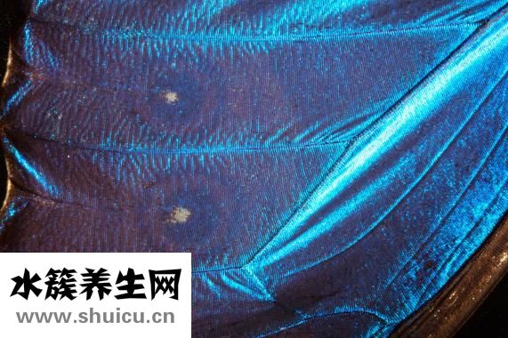 眼睛流膿是怎么回事